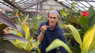 Cannas How to Plant Canna Rhizomes [upl. by Morissa]