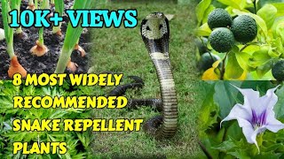 8 MOST WIDELY RECOMMENDED SNAKE REPELLENT PLANTS [upl. by Ostler]