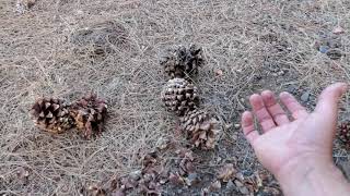 Harvesting Pine Nuts [upl. by Riabuz]