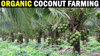 Organic Coconut Farming  CPCRI Kasragode Kerala  Organic Coconut Cultivation [upl. by Toulon104]