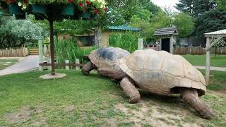 Giant Tortoise  Best Documentary Of All Time [upl. by Sremlahc291]