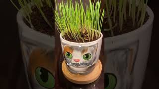 Growing cat grass is easy and inexpensive [upl. by Cheria]