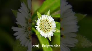 5 Excellent Health benefits of Eclipta alba  Bhringraj  Herbs shorts [upl. by Shira]