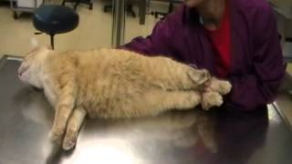 Restraining a Cat in Lateral Recumbency [upl. by Uis]