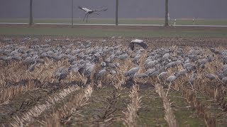 Frühjahrszug der Kraniche  Kraniche rasten in der Diepholzer Moorniederung [upl. by Brunhild277]