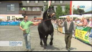 Noriker amp Haflinger Landeshengstschau wwwrtssalzburgat [upl. by Nylekcaj585]