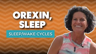 The Orexin Hormone  What Does Orexin Do In Sleep [upl. by Keverian]