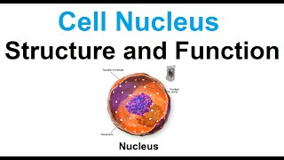 Cell nucleusstructure and function [upl. by Lissak]