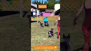 A glimpse of WOOFSTOCK 2022 [upl. by Marigold]