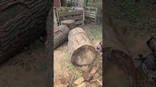 Stihl MS 400 CM 🧈🔪 stihl chainsawman firewood redoak asmr shorts viral roadto20k [upl. by Styles]