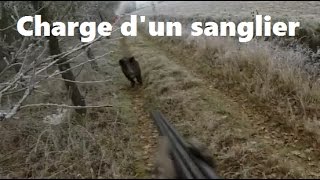 Un sanglier charge 4 postés [upl. by Introc362]