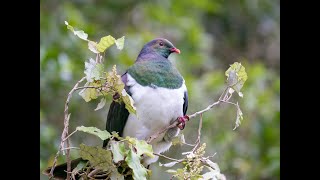 Kereru [upl. by Eire]