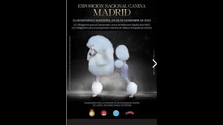 Exposicion Canina MADRID [upl. by Eednas616]