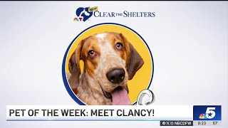 Pet of the Week Clancy  NBCDFW [upl. by Chambers]