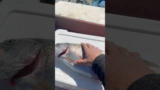 RAINBOW TROUT FISHING COLLINS LAKE [upl. by Dihgirb]