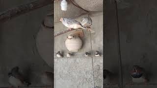 Zebra Finches Mom and Daughter zebrafinches birds birdslover [upl. by Anytsirk]