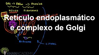 Retículo endoplasmático e complexo de Golgi  Estrutura celular  Biologia  Khan Academy [upl. by Anglo]