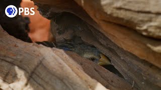 Small Bird Narrowly Escapes Eagles Clutches [upl. by Krell285]