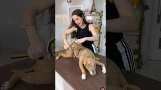 Dog cakes 🎂🤣😂🤣  cutting dog cake funny  cake dog funny [upl. by Ppik]