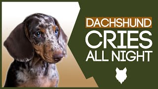 DACHSHUND TRAINING How To Stop Your Dachshund Puppy Crying All Night [upl. by Nennarb]