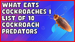 What Eats Cockroaches  List of 10 Cockroach Predators [upl. by Aryajay]