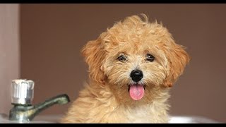 Maltipoo  Comprehensive Dog Review with Compilation [upl. by Anirrak]