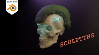 Blender cz Studie lidské lebkySculpting [upl. by Garland]