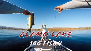 Catching over 100 FISH At ALAMO LAKE These Baits Got It Done [upl. by Oznecniv887]