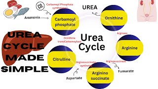 Urea cycle made simple  amino acid metabolism  ornithine cycle biochemistry biochemistrynotes [upl. by Aihtekal638]