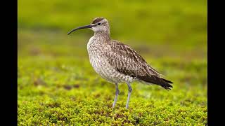 Whimbrel Bird Sound [upl. by Kcirddet]