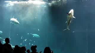 水族館のマグロが死亡！？餌付けショーの最中にガラスにぶつかった！The moment tuna collided [upl. by Ydnyl]