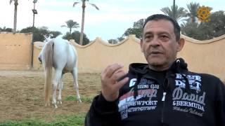 Egyptian Arabian Horses in Egypt by Rana Ashraf [upl. by Asilej]