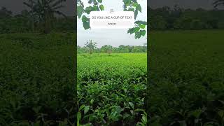 SMALL TEA GARDEN AT BENGENAGARAH ASSAM [upl. by Amble726]