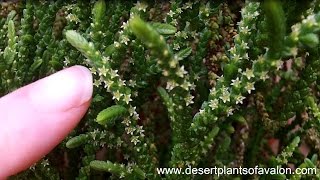 My Crassula muscosa succulent plant in miniature Winter bloom [upl. by Tadeo]