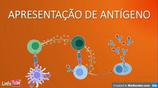 Apresentação de antígenos  uma breve introdução [upl. by Westlund170]