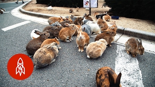 The Mystery of Rabbit Island [upl. by Frazier719]