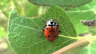 Convergent Lady Beetle Coccinellidae Hippodamia convergens [upl. by Uos]