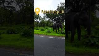 😍மனதை மயக்கும் மசினகுடி 🥶 Masinagudi Tourist Places I 😎Ooty Tour I VillageDatabase [upl. by Airat]