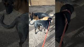 6 year old unsociable GSD dogbehavior dogtraining [upl. by Lustick]