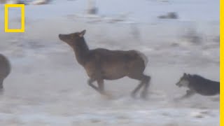 Cette meute de loups chasse des élans à Yellowstone [upl. by Aredna949]