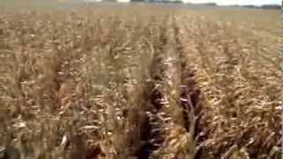 Women in Ag running John Deere combine during corn harvest [upl. by Larentia470]