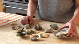 Understanding Types of Oysters [upl. by Roch]