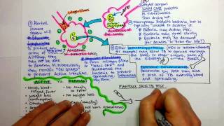 Tuberculosis Pathogenesis [upl. by Hoes]