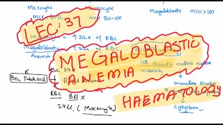 Megaloblastic anemia haematology 37First Aid USMLE Step 1 in UrduHindi [upl. by Kerianne]