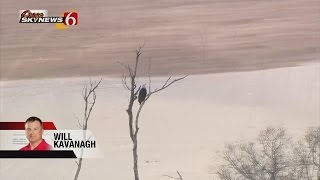 Sand Springs Tornado Destroys Bald Eagle Nests Chicks [upl. by Avehstab]