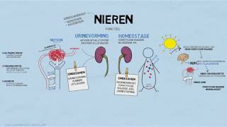 Uitleg examenstof biologie door SSL de nieren [upl. by Macdonell]