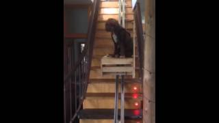 Stair elevator for dog with mobility challenges [upl. by Nacnud]