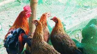 BAGONG TAON BAGONG BUYER NG DARAG NATIVE CHICKEN  NYORTURE BACKYARD [upl. by Romonda248]