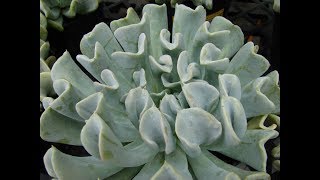 Espécies de Suculentas  Echeveria runyonii Topsy Turvy [upl. by Bolen233]