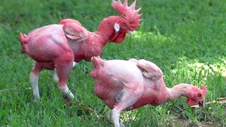 15 Chicken Breeds You Wont Believe Actually Exist [upl. by Haldane690]